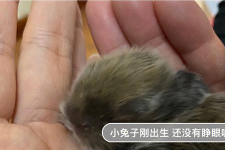 七天的小兔子人工喂一天喂几次