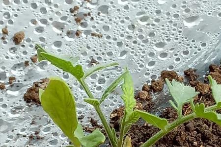西红柿苗30度以上要遮阳吗