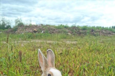 兔子能带上飞机吗