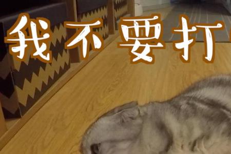 大猫可以打免疫针吗