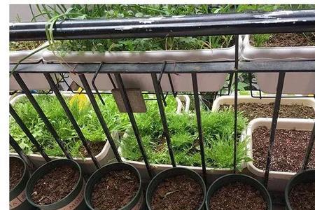 封闭阳台能种菜吗