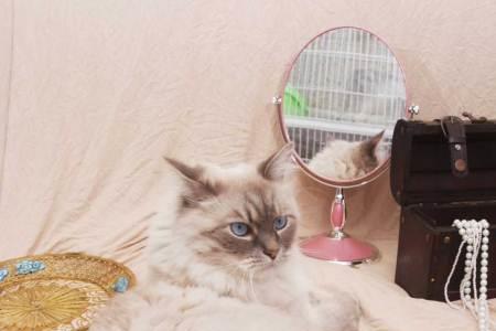 布偶猫一岁9斤正常吗