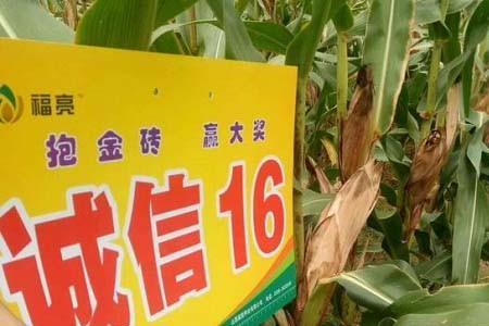 农大799玉米种子