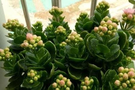 长寿花过夏怎样养护