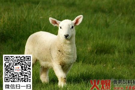 小羊不精神低头什么原因
