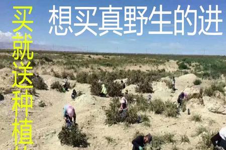 诺木洪一亩枸杞产多少斤