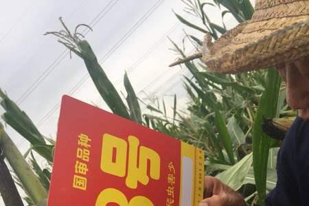 鲲玉8号和沃玉3号哪个品种好