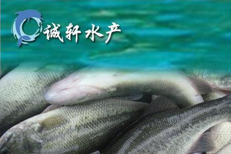 鲈鱼养殖成本及利润