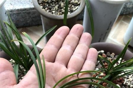 莲瓣兰靖荷出处
