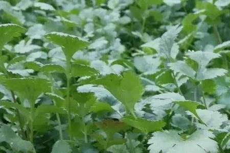 云南有几种香菜