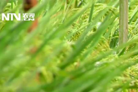 旱稻田里的杂稻用什么药能除掉