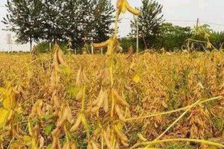 九月黄豆种植时间