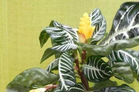 植物斑马的养殖方法
