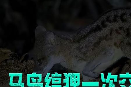 缟狸的繁殖方式