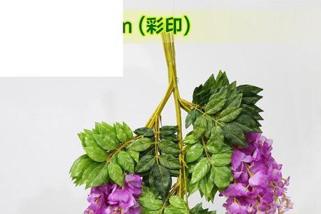 紫罗兰和蓝月亮紫藤哪个比较好