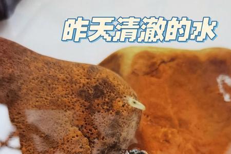 榄仁叶发霉了还能用吗