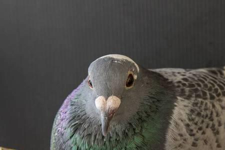 一只母鸽子一年能下多少只蛋