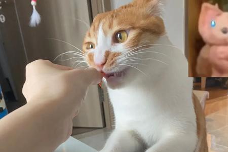 四个月的猫可以吃水煮虾吗