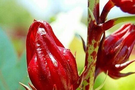 河南安阳能种洛神花吗