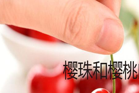 樱桃和针叶樱桃有什么区别