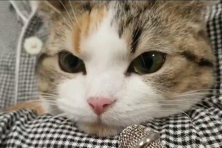 猫咪叫声小正常吗