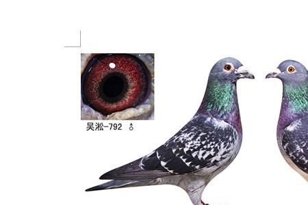 鸽子配对咕咕叫是不是可以啦