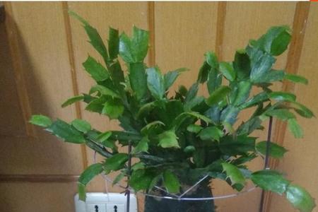 有三层的植物叫啥