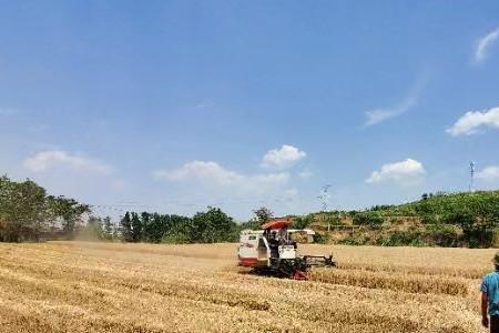 2021年河南安阳几月几号收小麦