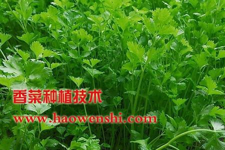 春季大棚香菜种植技术