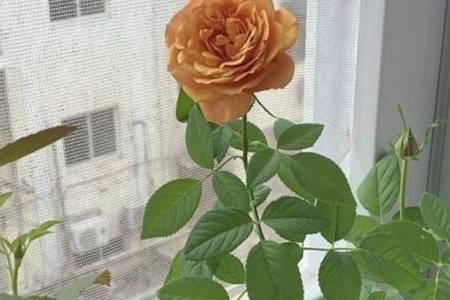 硫酸钾可以给月季用吗
