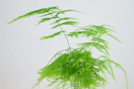 文竹插几枝好