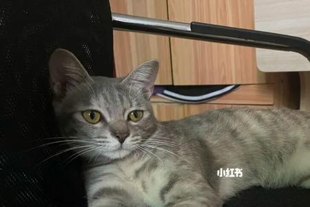 仓库为什么要养猫