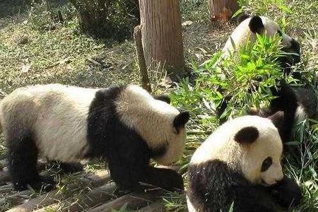熊猫是从什么时候开始吃肉的呢