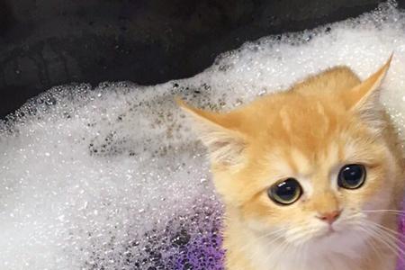 请问小猫可不可以经常洗澡