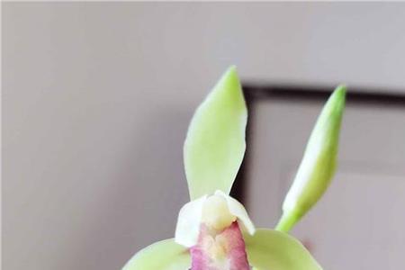 建兰西施一年开几次花