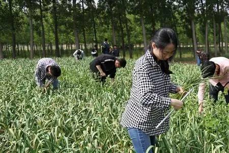 云顶大蒜种植技术