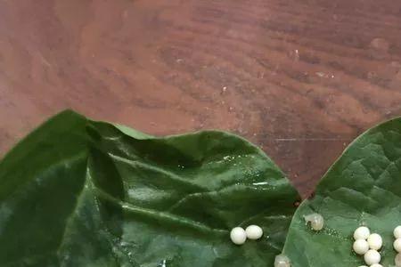 种蜗牛产卵时该如何控制好温度