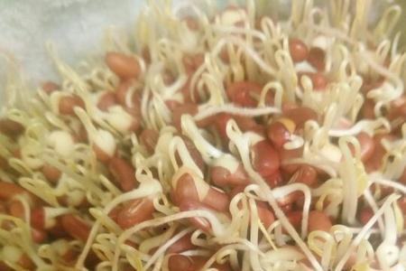 豆芽厂是农业建设吗