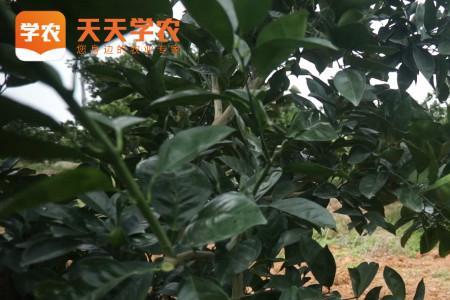 柑桔树什么时间打药最好