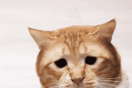 自带苦瓜脸的猫咪有多可爱