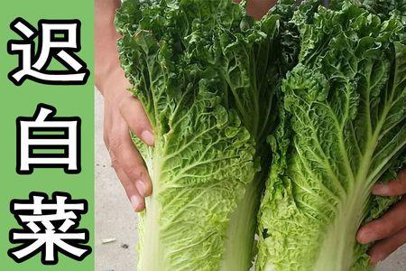 青口白菜哪个品种好