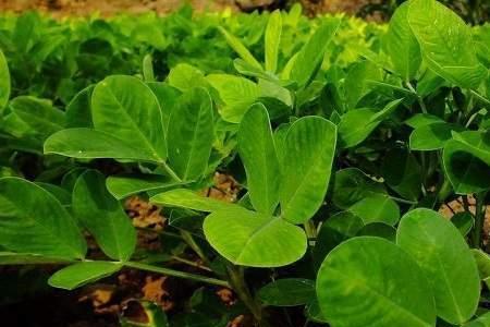 湖南种植花生的最佳时间