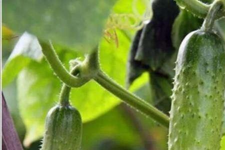 河北种植黄瓜时间表