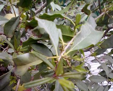 怎么分离枯桂花和新鲜桂花