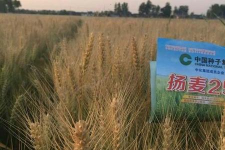 济麦17和山农28哪个小麦品种好