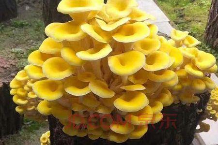 牛粪可以种榆黄菇吗