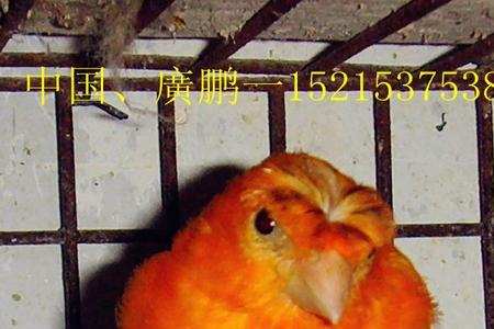 白玉鸟和公的能配一对儿吗