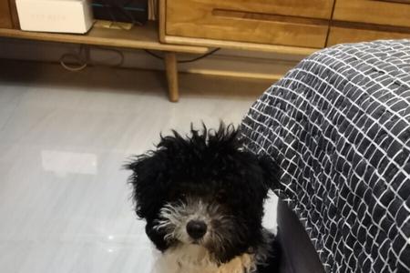 花泰迪怎么配出来