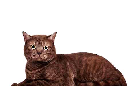 猫咪可以吃巧克力吗