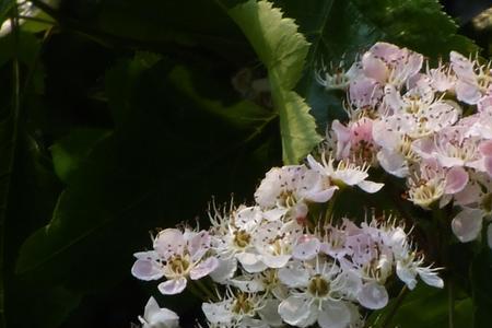 山楂树8月份开花好吗
